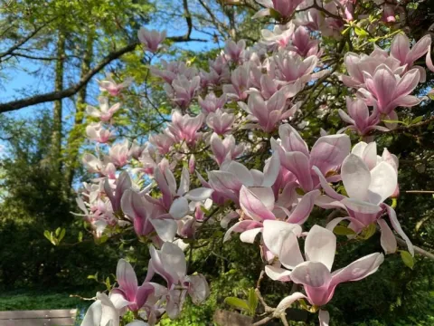 Magnolia pośrednia 'Alexandrina' (Magnolia × soulangeana) Poj. 20L