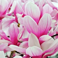 Magnolia pośrednia 'Alexandrina' (Magnolia × soulangeana) Poj. 20L