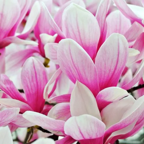 Magnolia pośrednia 'Alexandrina' (Magnolia × soulangeana) Poj. 20L