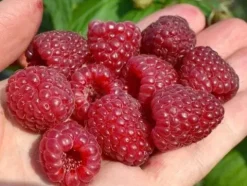Malina DELNIWA Powtarzająca 1kg z krzewu Sadzonki w doniczkach 1L