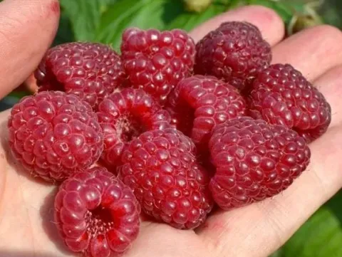 Malina DELNIWA Powtarzająca 1kg z krzewu Sadzonki w doniczkach 1L