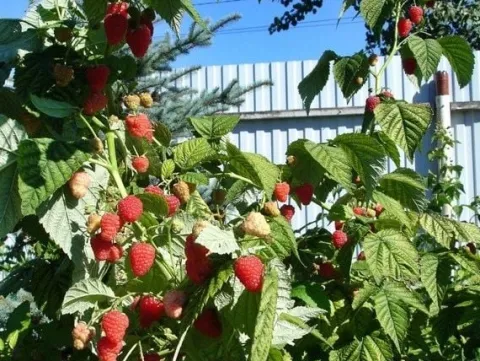 Malina DELNIWA Powtarzająca 1kg z krzewu Sadzonki w doniczkach 1L