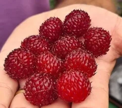 Malina Raspberry Tower Hara PBR drzewo malinowe kolumnowe sadzonka