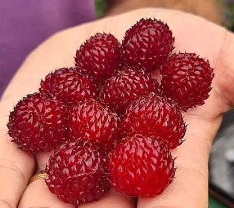 Malina Raspberry Tower Hara PBR drzewo malinowe kolumnowe sadzonka