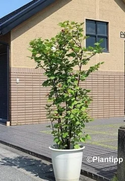 Malina Raspberry Tower Hara PBR drzewo malinowe kolumnowe sadzonka