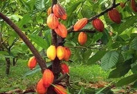 Masło kakaowe nierafinowane spożywcze olej kakaowy 100g Kolumbia I-Organic