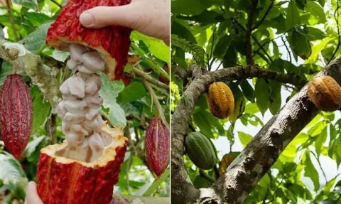 Masło kakaowe nierafinowane spożywcze olej kakaowy 100g Kolumbia I-Organic