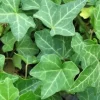 M BLUSZCZ HEDERA HELIX ZIMOZIELONY