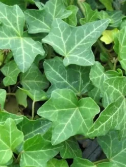 M BLUSZCZ HEDERA HELIX ZIMOZIELONY