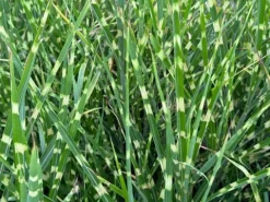 Miskant chiński 'Apache' Niski Pstry (Miscanthus sinensis) Doniczka 2.0L
