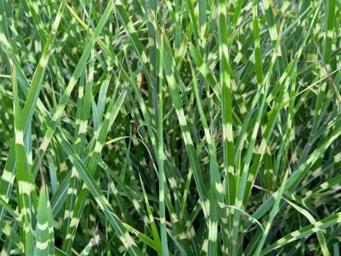 Miskant chiński 'Apache' Niski Pstry (Miscanthus sinensis) Doniczka 2.0L