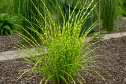 Miskant chiński 'Apache' Niski Pstry (Miscanthus sinensis) Doniczka 2.0L