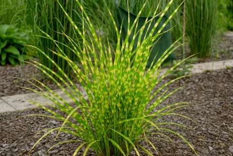 Miskant chiński 'Apache' Niski Pstry (Miscanthus sinensis) Doniczka 2.0L