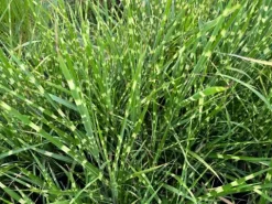 Miskant chiński 'Apache' Niski Pstry (Miscanthus sinensis) Doniczka 2.0L