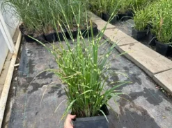 Miskant chiński 'Apache' Niski Pstry (Miscanthus sinensis) Doniczka 2.0L