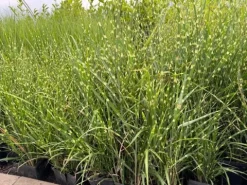 Miskant chiński 'Apache' Niski Pstry (Miscanthus sinensis) Doniczka 2.0L