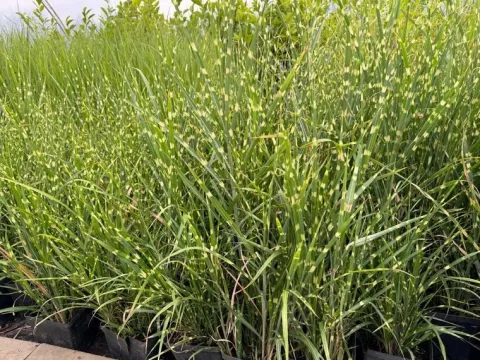 Miskant chiński 'Apache' Niski Pstry (Miscanthus sinensis) Doniczka 2.0L