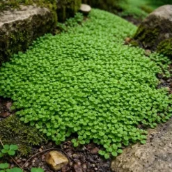 Mięta korsykańska Mentha requienii aromatyczna roślina okrywowa