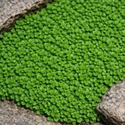 Mięta korsykańska Mentha requienii aromatyczna roślina okrywowa