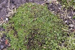 Mięta korsykańska Mentha requienii aromatyczna roślina okrywowa