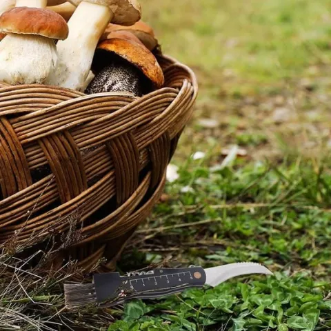 Nożyk do grzybów stalowy