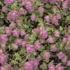 Oregano Kent Beauty Origanum rotundifolium ozdobne do doniczki
