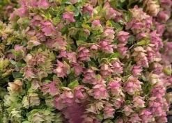 Oregano Kent Beauty Origanum rotundifolium ozdobne do doniczki