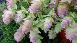 Oregano Kent Beauty Origanum rotundifolium ozdobne do doniczki