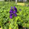 Ostróżka ogrodowa 'Excalibur Dark Blue White Bee' (Delphinium elatum) 2.0L