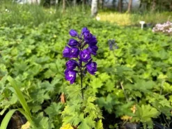 Ostróżka ogrodowa 'Excalibur Dark Blue White Bee' (Delphinium elatum) 2.0L