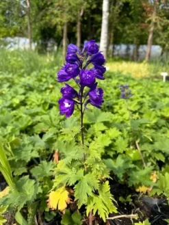 Ostróżka ogrodowa 'Excalibur Dark Blue White Bee' (Delphinium elatum) 2.0L