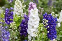 Ostróżka ogrodowa 'Excalibur Lilac Rose White Bee' (Delphinium elatum) 2.0L