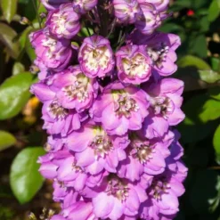 Ostróżka ogrodowa 'Excalibur Lilac Rose White Bee' (Delphinium elatum) 2.0L