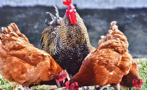 Pasza dla kur niosek Domowa Nioska Karma dla Nioski Kruszonka Neorol 25kg