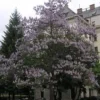 PAULOWNIA Cesarskie Drzewko Szczęścia SADZONKI !!!