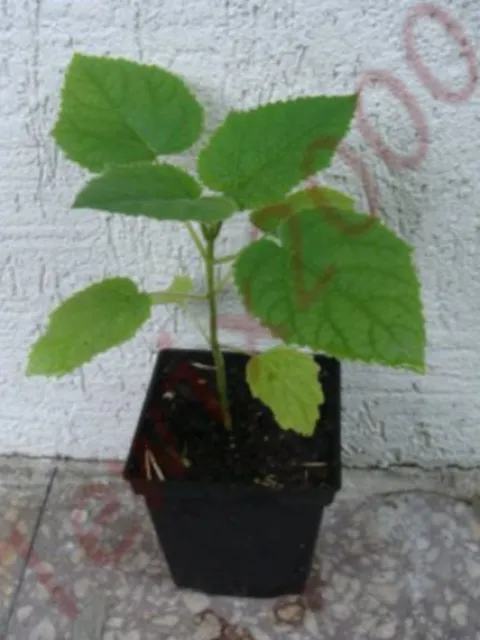 PAULOWNIA Cesarskie Drzewko Szczęścia SADZONKI !!!