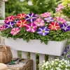 Petunia wielkokwiatowa Festival Star Mix - Petunia grandiflora