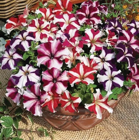 Petunia wielkokwiatowa Festival Star Mix - Petunia grandiflora