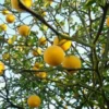 POMARAŃCZA TRÓJLISTKOWA - sadzonki w doniczkach