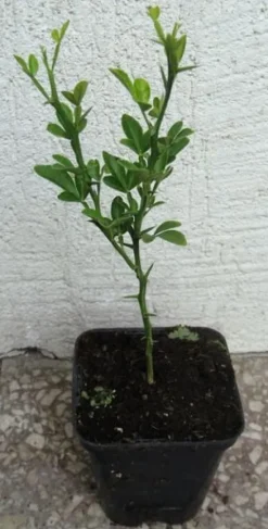 POMARAŃCZA TRÓJLISTKOWA - sadzonki w doniczkach