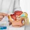 ProstaTect ZDROWA PROSTATA Układ moczowy SILNY KOMPLEKS - Komfort 90 kaps