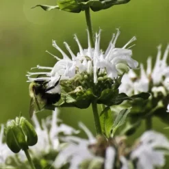 Pysznogłówka BEE-BRIGHT Monarda Biała Motyle Miododajna Sadzonki P11