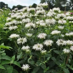Pysznogłówka BEE-BRIGHT Monarda Biała Motyle Miododajna Sadzonki P11
