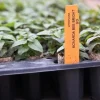 Pysznogłówka ogrodowa Bee-Bright magnes dla motyli i pszczół