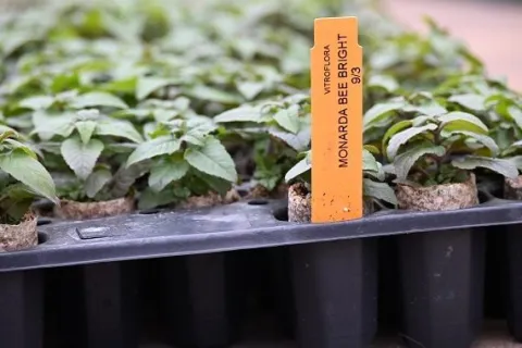 Pysznogłówka ogrodowa Bee-Bright magnes dla motyli i pszczół