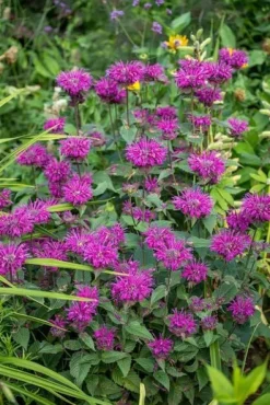 Pysznogłówka ogrodowa Bee-Free o cytrynowym zapachu