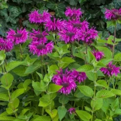 Pysznogłówka ogrodowa BEE-FREE Monarda Purpurowa Miododajna Sadzonki P11