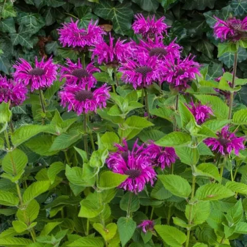 Pysznogłówka ogrodowa BEE-FREE Monarda Purpurowa Miododajna Sadzonki P11