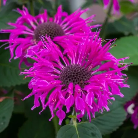 Pysznogłówka ogrodowa BEE-FREE Monarda Purpurowa Miododajna Sadzonki P11