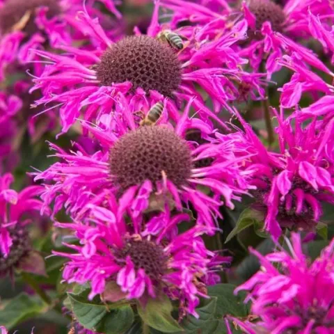 Pysznogłówka ogrodowa BEE-FREE Monarda Purpurowa Miododajna Sadzonki P11